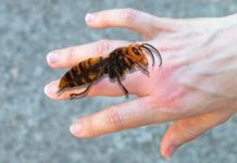 AKO VAS UBODE STRŠLJEN: Da biste spasili sebi život i izbjegli alergijske reakcije – EVO ŠTA ODMAH MORATE URADITI