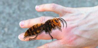 AKO VAS UBODE STRŠLJEN: Da biste spasili sebi život i izbjegli alergijske reakcije – EVO ŠTA ODMAH MORATE URADITI