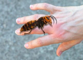 AKO VAS UBODE STRŠLJEN: Da biste spasili sebi život i izbjegli alergijske reakcije – EVO ŠTA ODMAH MORATE URADITI