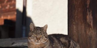 MAČKA ISCELJUJE BOLESTI KOD ČOVEKA: Ovako štiti od nesreće porodicu