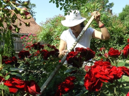 Veruje se da ova biljka donosi smrt: Nikada je ne sadite, a ako je dobijete na poklon – odmah je bacite iz kuće!