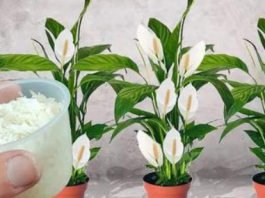 Sve što vam treba je 100g pirinča i spatifilum cvjeta gotovo NON-STOP: Nema bolesti, imamo 5 puta više lijepih listova i cvijeća!