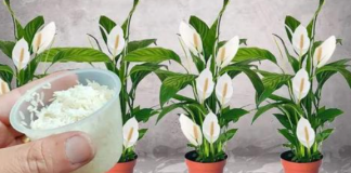 Sve što vam treba je 100g pirinča i spatifilum cvjeta gotovo NON-STOP: Nema bolesti, imamo 5 puta više lijepih listova i cvijeća!