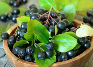 Ova biljka ima najjače antikancerogeno dejstvo! Šaka dnevno i BIĆETE ZDRAVI KAO DREN!