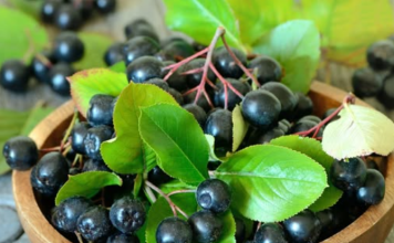 Ova biljka ima najjače antikancerogeno dejstvo! Šaka dnevno i BIĆETE ZDRAVI KAO DREN!