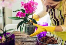 Potreban vam je samo 1 komad ovog povrća da bi orhideje počele da bujaju: Neverovatno jednostavan trik