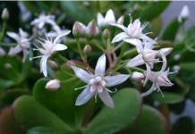 Krasula privlači novac u kuću – ali samo ako je stavite na jedno mjesto!