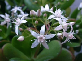 Krasula privlači novac u kuću – ali samo ako je stavite na jedno mjesto!