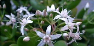 Krasula privlači novac u kuću – ali samo ako je stavite na jedno mjesto!