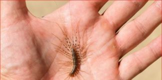 VEĆ SU SVUDA! AKO VIDITE OVU BUBU NA ZIDU, NI SLUČAJNO JE NE UBIJAJTE: Jezive su, ali ukazuju na jedan veliki problem koji imate u kući