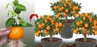 Nemojte više kupovati mandarine, naučite ih posaditi kod kuće, EVO KAKO