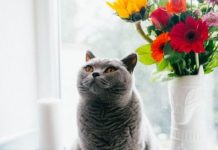 NEPOZNATA MAČKA VAM SE POJAVILA NA KUĆNOM PRAGU? INDIJSKO VJEROVANJE UPOZORAVA: “U toj kući će uskoro biti…”