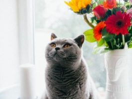 NEPOZNATA MAČKA VAM SE POJAVILA NA KUĆNOM PRAGU? INDIJSKO VJEROVANJE UPOZORAVA: “U toj kući će uskoro biti…”