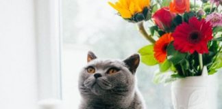 NEPOZNATA MAČKA VAM SE POJAVILA NA KUĆNOM PRAGU? INDIJSKO VJEROVANJE UPOZORAVA: “U toj kući će uskoro biti…”