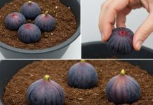 Zakopajte 4 smokve u vazu punu zemlje, ne možete ni zamisliti šta će se desiti ubrzo nakon toga