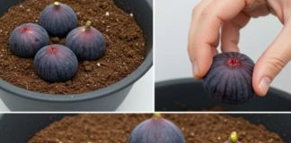 Zakopajte 4 smokve u vazu punu zemlje, ne možete ni zamisliti šta će se desiti ubrzo nakon toga