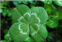 6 ZNAKOVA DA ĆE VAM SE USKORO DESITI NEŠTO DOBRO: Evo na koje SIGNALE treba da obratite pažnju