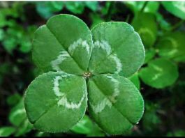 6 ZNAKOVA DA ĆE VAM SE USKORO DESITI NEŠTO DOBRO: Evo na koje SIGNALE treba da obratite pažnju