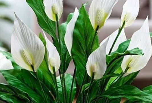 Muka vam je od čekanja da vaš spathiphyllum procvjeta? Ovih šest savjeta promijenilo je sve za mene