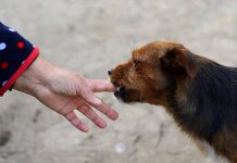 „Zašto pas liže ruku: 8 najčešćih razloga i kako razumjeti ovaj gest“