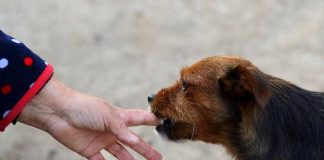 „Zašto pas liže ruku: 8 najčešćih razloga i kako razumjeti ovaj gest“