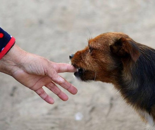 „Zašto pas liže ruku: 8 najčešćih razloga i kako razumjeti ovaj gest“