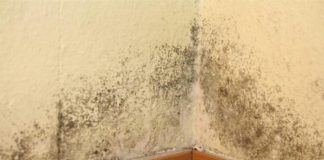 U KUĆI SE POJAVILA BUĐ I VLAGA: Ubacite Ovu Biljku U Problematičnu Prostoriju I Riješite Problem