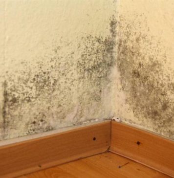 U KUĆI SE POJAVILA BUĐ I VLAGA: Ubacite Ovu Biljku U Problematičnu Prostoriju I Riješite Problem