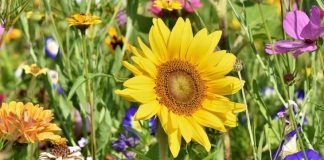 Cvijeće koje se sadi u februaru: 4 vrste koje će cvjetati cijelo ljeto i uljepšati vašu terasu