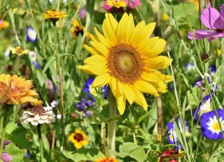 Cvijeće koje se sadi u februaru: 4 vrste koje će cvjetati cijelo ljeto i uljepšati vašu terasu