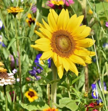Cvijeće koje se sadi u februaru: 4 vrste koje će cvjetati cijelo ljeto i uljepšati vašu terasu