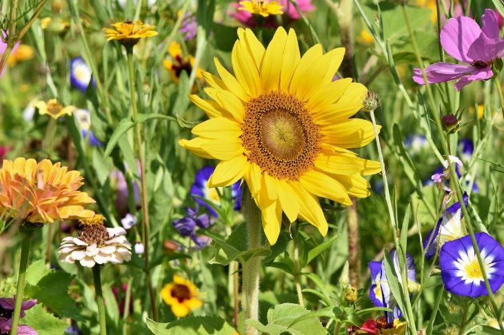 Cvijeće koje se sadi u februaru: 4 vrste koje će cvjetati cijelo ljeto i uljepšati vašu terasu