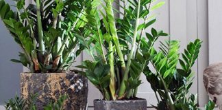 Samo 3 supene kašike i zamiokulkas ćedati PUNO novih listova!