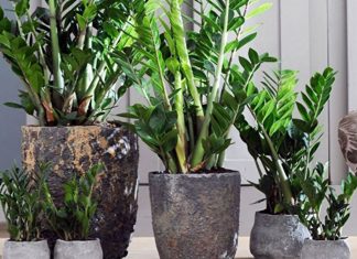 Samo 3 supene kašike i zamiokulkas ćedati PUNO novih listova!