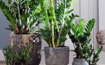 Samo 3 supene kašike i zamiokulkas ćedati PUNO novih listova!