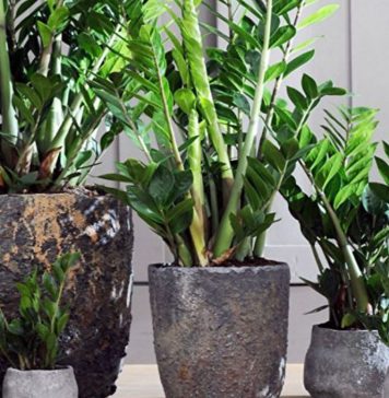 Samo 3 supene kašike i zamiokulkas ćedati PUNO novih listova!