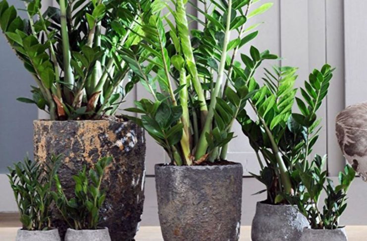 Samo 3 supene kašike i zamiokulkas ćedati PUNO novih listova!