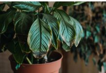 POMJEŠAJTE OVA 3 SASTOJKA I CVIJEĆE VAM NIKADA NEĆE UVENUTI