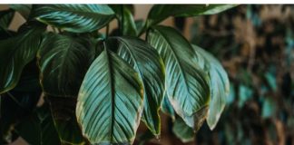 POMJEŠAJTE OVA 3 SASTOJKA I CVIJEĆE VAM NIKADA NEĆE UVENUTI