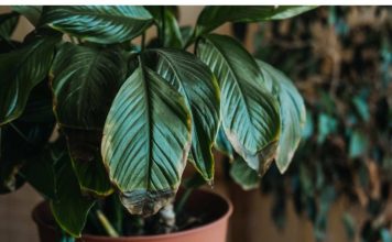 POMJEŠAJTE OVA 3 SASTOJKA I CVIJEĆE VAM NIKADA NEĆE UVENUTI