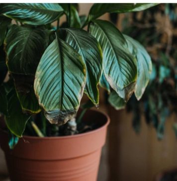 POMJEŠAJTE OVA 3 SASTOJKA I CVIJEĆE VAM NIKADA NEĆE UVENUTI