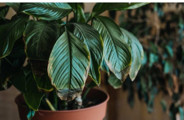 POMJEŠAJTE OVA 3 SASTOJKA I CVIJEĆE VAM NIKADA NEĆE UVENUTI