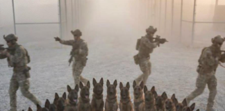 „Vrati se na posao“, naredio je oficir — ali 47 vojnih pasa odbilo je da se pomeri, stajući između njega i žene koju su previše dobro poznavali.