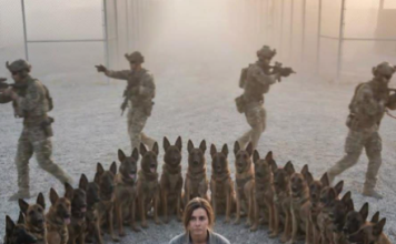 „Vrati se na posao“, naredio je oficir — ali 47 vojnih pasa odbilo je da se pomeri, stajući između njega i žene koju su previše dobro poznavali.