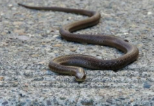 Evo čega se zmije najviše plaše: Ovo stavite u dvorište na proljeće i zaštitite kuću