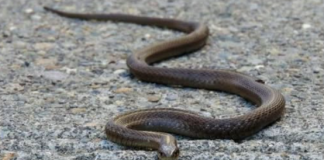 Evo čega se zmije najviše plaše: Ovo stavite u dvorište na proljeće i zaštitite kuću