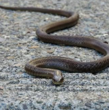 Evo čega se zmije najviše plaše: Ovo stavite u dvorište na proljeće i zaštitite kuću