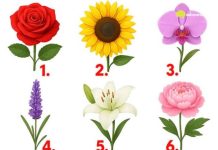 TEST: Koji cvijet vam se najviše dopada? – On otkriva kako vas drugi zapravo vide!