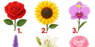 TEST: Koji cvijet vam se najviše dopada? – On otkriva kako vas drugi zapravo vide!