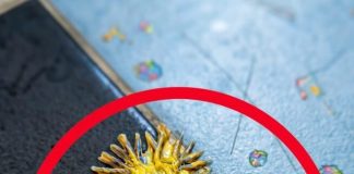 Pronašao sam ovo u kupaonici svoje djevojke. Gledamo to već sat vremena i još uvijek ne možemo shvatiti što je to. Pronašao sam ovo u kupaonici svoje djevojke. Gledamo to već sat vremena i još uvijek ne možemo shvatiti što je to. - featured image